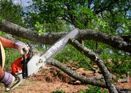 Best Storm Damage Tree Cleanup  in Kane, PA